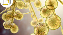 Thumbnail of The Tenacious Fungus Lurking in Hospitals—The Threat of Candida Auris