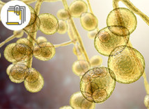Thumbnail of The Tenacious Fungus Lurking in Hospitals—The Threat of Candida Auris