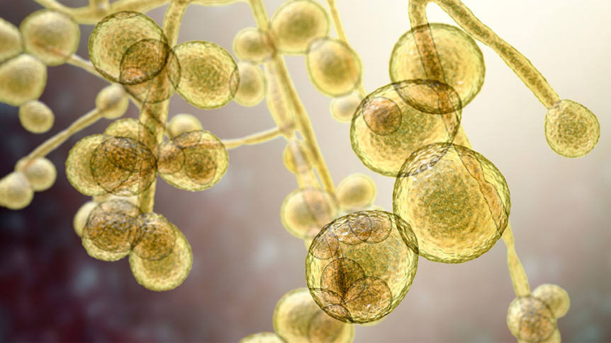 Thumbnail of The Tenacious Fungus Lurking in Hospitals—The Threat of Candida Auris