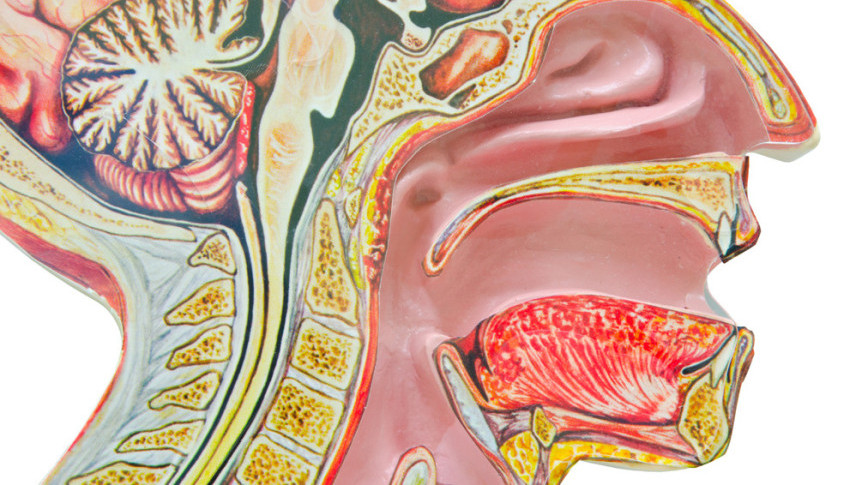Thumbnail of Diet Strategies for Head and Neck Cancers Patients