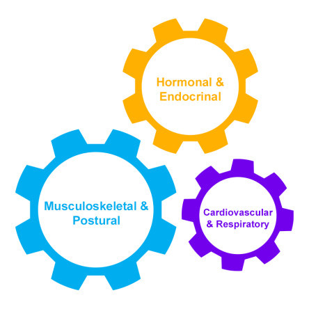 Thumbnail of Changes during pregnancy