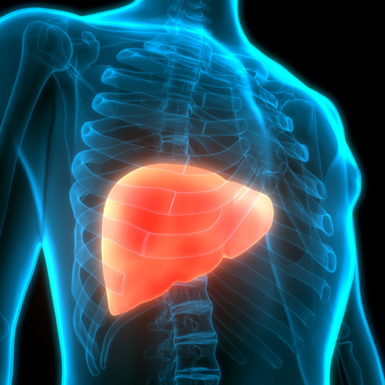 Thumbnail of Liver