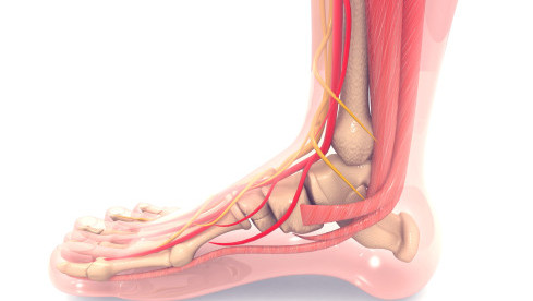 Thumbnail of Foot Structure & Function